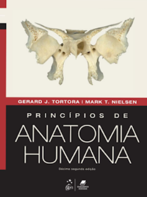 anatomia