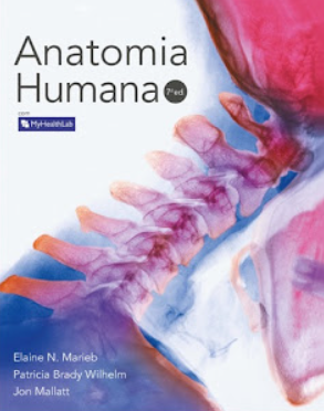 anatomia