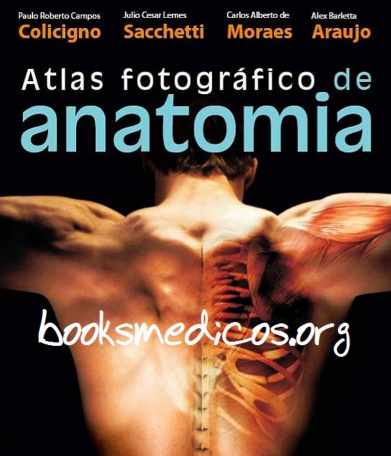 anatomia