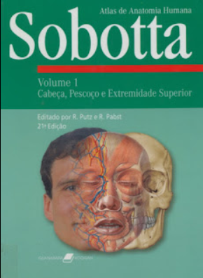 anatomia